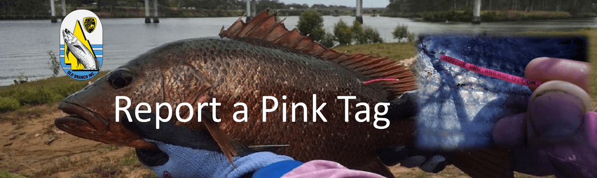 REPORT RECAPTURE - FISH WITH A PINK TAG