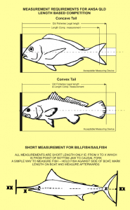 TROPHY FISH (LENGTH ONLY) COMPETITION RULES  Australian National  Sportsfishing Association Queensland Inc